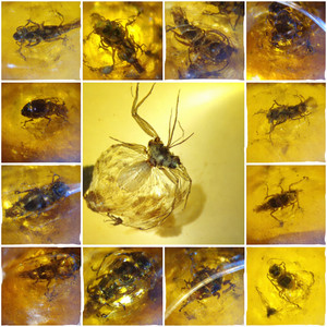 Exquisite Dominican Amber Collection with Rare Fossil Inclusions