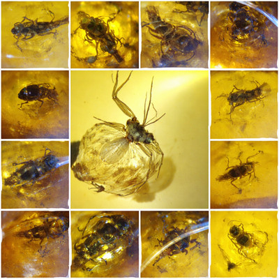 Exquisite Dominican Amber Collection with Rare Fossil Inclusions