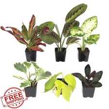 Plants for Pets 6 houseplants 6 count