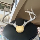 Big Wild 8Pt Northern Whitetail Deer Antler Rack Horn Skull Plate Mount — photo 4