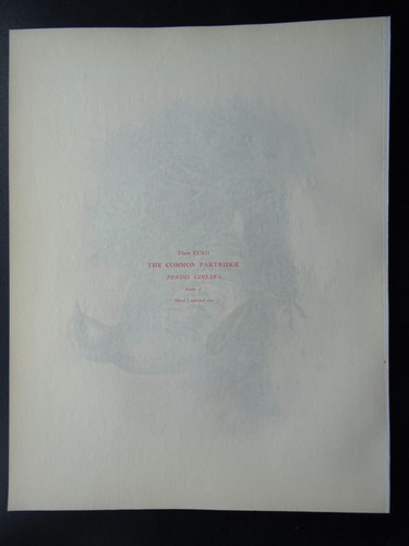 Antiker Vogeldruck DAS GEMEINSAME REBHUHN von Charles Stonham / L.M. von 1910 Medland - Bild 4 von 5
