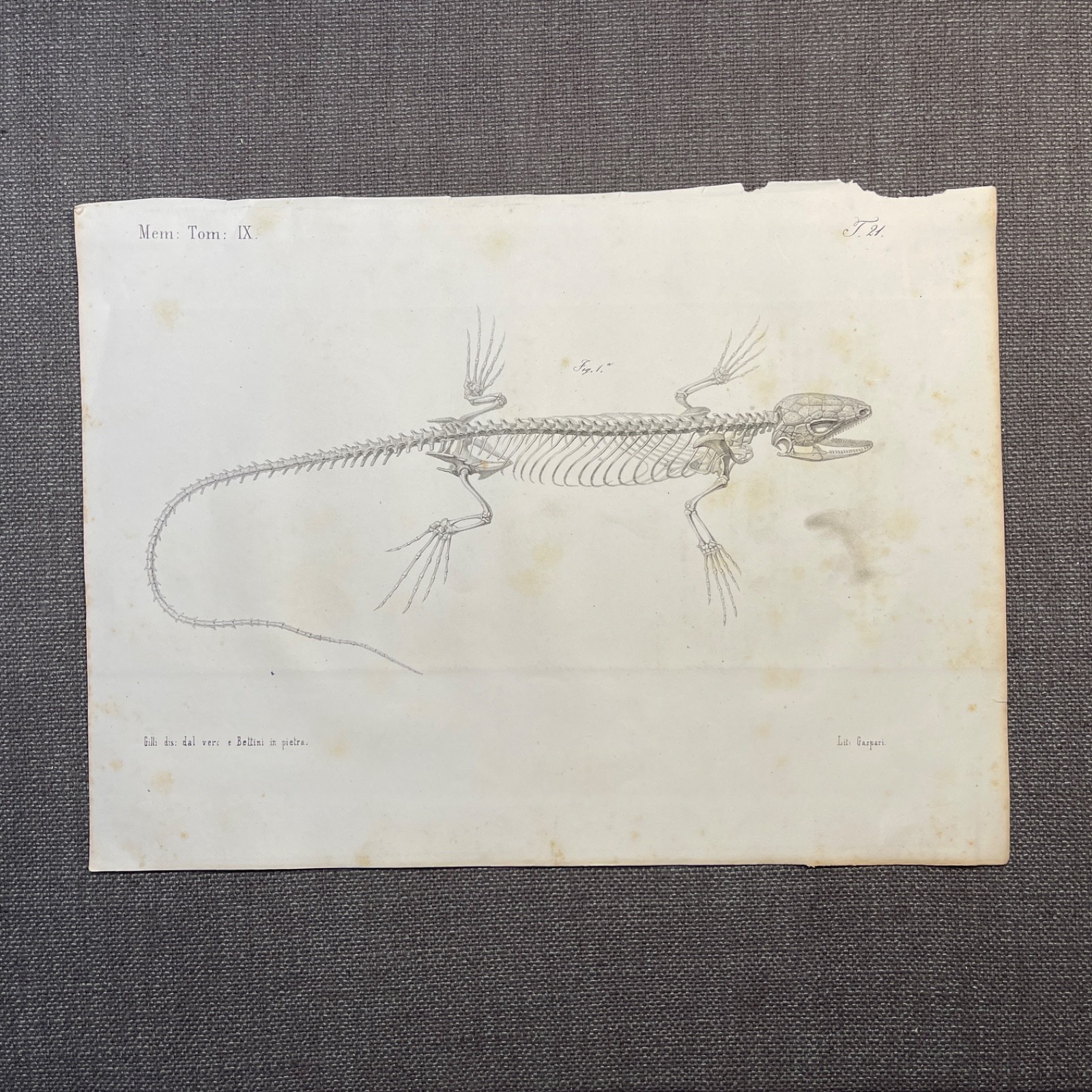 Lizard Skeleton Print 1800s Antique Zoological Illustration