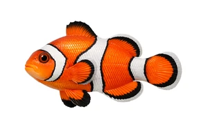 Ocellaris Clownfish Self Adhesive Vinyl Sticker Wall Decal Tropical Marine Fish