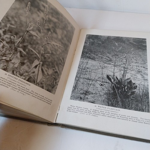 Vintage Book Wild Flowers Of Britain Macgregor Skene 1st Edition 1917 - Foto 11 di 11