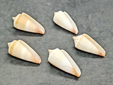 5 conchiglie Furvus Sea 5 pezzi da 42 a 40 millimetri