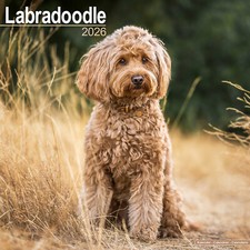 Labradoodle 2026 Calendar | Dog Breed Gift Wall 20% OFF MULTI ORDERS