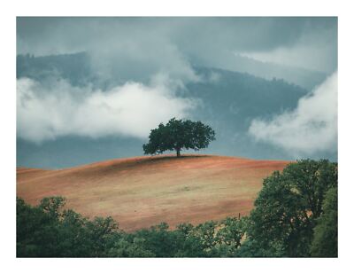 Hilltop Solo Tree Print, Nature, Wall Art