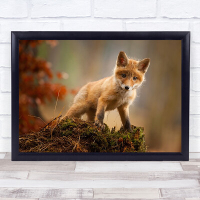 Fuchs Baby Junges niedliches Tier Tiere Bokeh junges Fell Wandkunstdruck