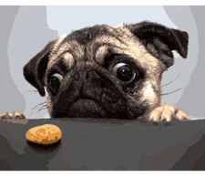 Paint By Numbers Adults The Hungry Pug DIY Painting Kit 40x50CM Canvas