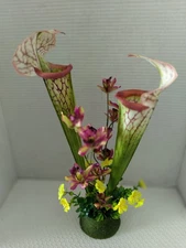 Pitcher plant table Decoration