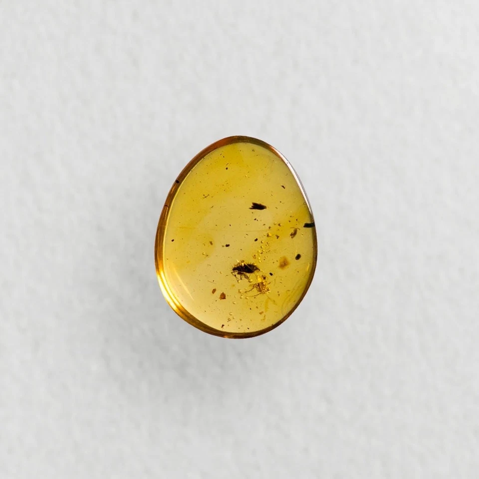 UNKNOWN SPIKEY BUG in Burmese / Burmite amber fossil / 100% genuine amber - Image 4 of 4
