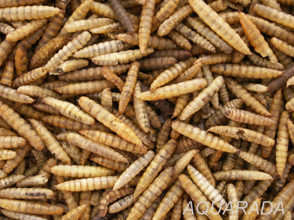 AQUARADA 1Liter Soldatenfliegenlarven gross Hermetia getrocknet Koifutter Reptilienfutter
