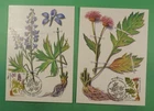 DR WHO 1985 RUSSIA 2 FDC FLOWER MAXIMUM CARD R61597