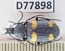 D77898. Insects, Beetles, Carabidae sp. Vietnam, Cao Bang. A-