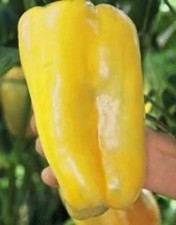 25 seeds Super Heavyweight pepper easy grow planting garden sweet large food