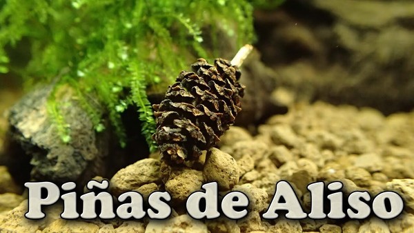40 x Piñas de Aliso para Acuario  ( Alnus glutinosa ) ( Alder Cones )