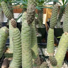 Tephrocactus articulatus - Pinecone Cactus Cutting - Buy 2 Get 1 Free