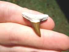 YELLOW BONE VALLEY LEMON SHARK TOOTH SHARKS TEETH FLORIDA FOSSILS MEGALODON MAKO