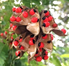 RED BEADS TREE rare JEWELRY pea bead ornamental florida vine plant seed 25 seeds