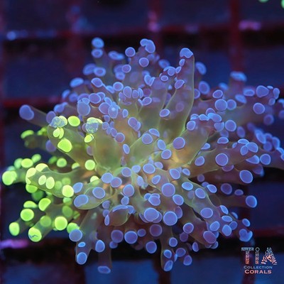 Grafted Multicolor Frogspawn (rare) I NOT WYSIWG I Live LPS Coral I Aquacultured