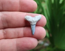 0.96" Lemon Shark Fossil Tooth Bone Valley Florida