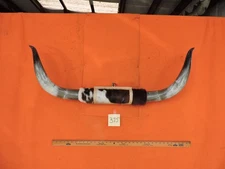MOUNTED STEER BULL  HORNS 3' 3" tip to tip #375 BULL HORN LONGHORN