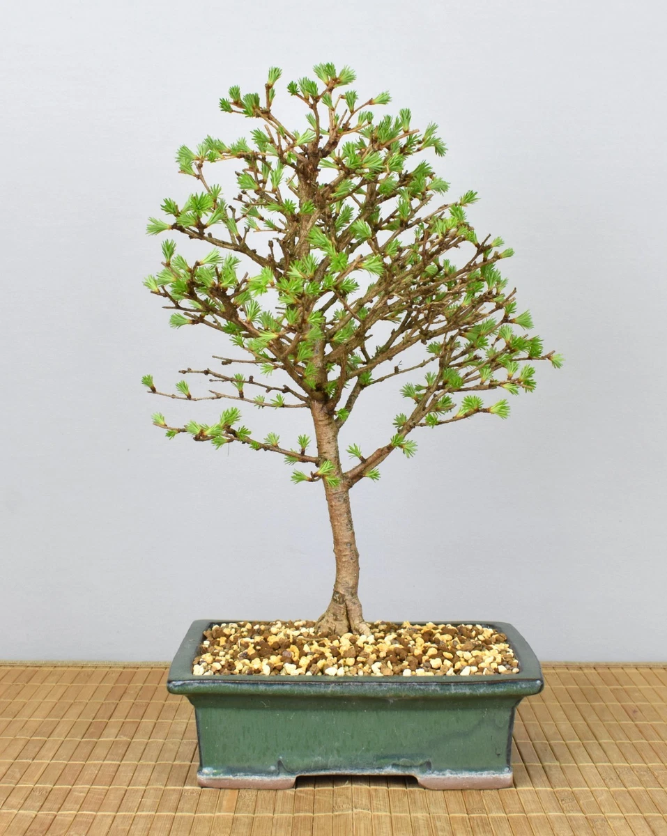 real bonsai tree for sale Japanese Maple Bonsai Tree 25JM56 – Bella Bonsai Nursery main image 1