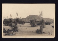 RPPC from photo album * GANDARA'S El Paso Texas TX * Mountain Plants not posted