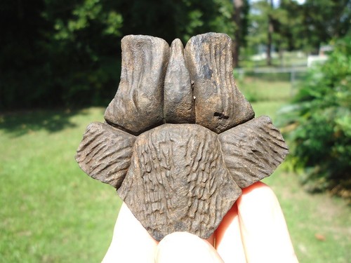 TOP QUALITY TURTLE NUCHAL SCUTE FLORIDA FOSSILS ICE AGE EXTINCT SHELL ...