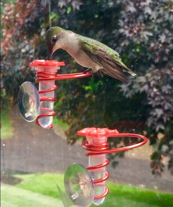 Window Hummingbird Feeder Handheld Hummingbird Ring, Outdoor Mini