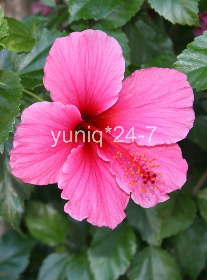 (5) Unroot 8" Stems Hibiscus ~Hawaiian Pink~ Branches/Cuttings, Bush/Shrub/Tree - Image 4 of 4