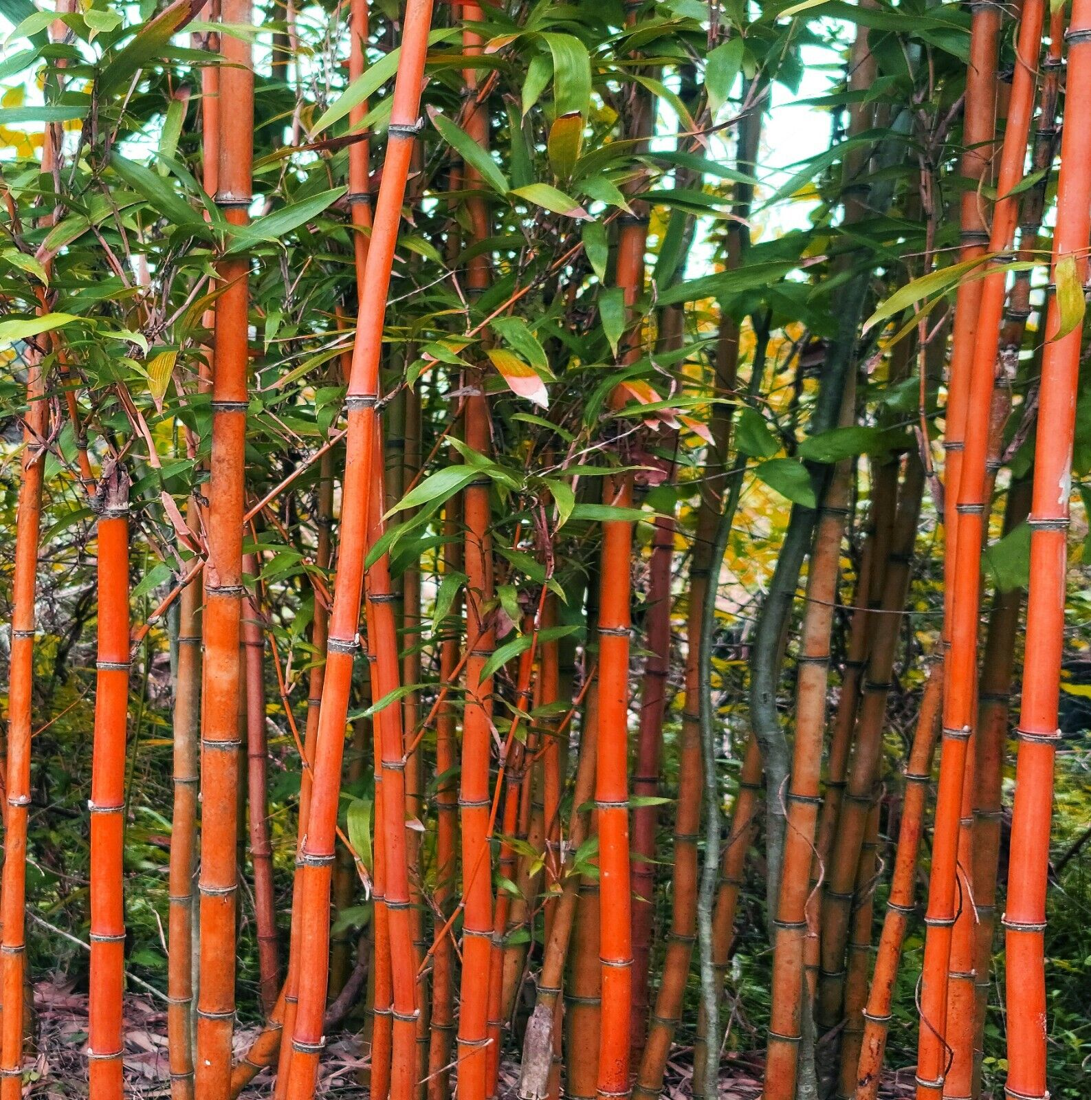 Red Narihira Temple Chicago Mall Palm Arlington Mall Plant fastuosa Bamboo Semiarundinaria