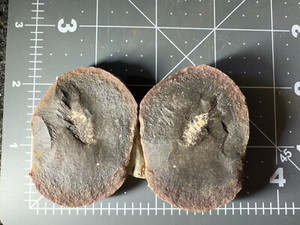 ➤ 2 Inch - Mazon Creek PALAEOCARIS TYPUS SHRIMP Fossil ➤016