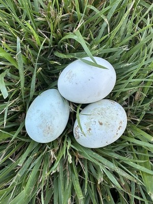 (6) Easter Egger Hatching Eggs