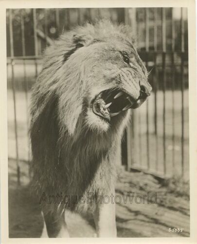 Roaring Ringling circus lion antique wild animal vintage photo - Picture 1 of 1