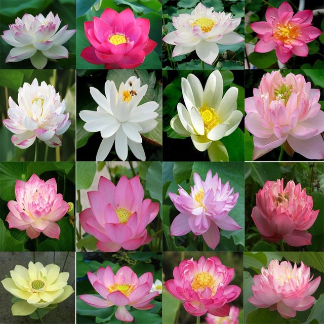 40pcs/Bag Lotus Seeds Flower Seeds Aquatic Plants