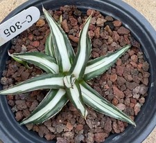 RareCacti plant Agave VR White Rhino White mediopicta Random Garden Boutique