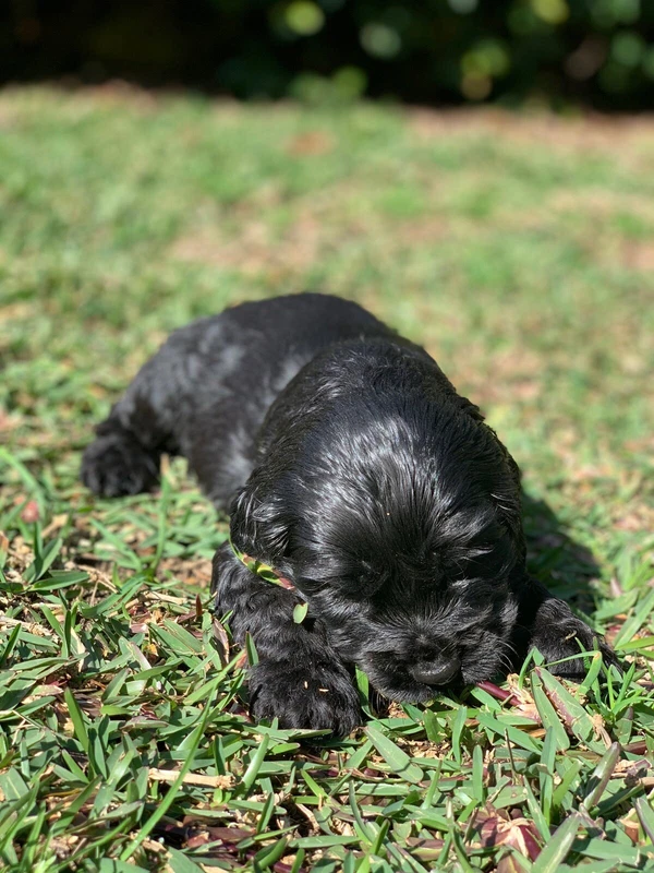 Free Puppies In Newcastle Region Nsw Dogs Puppies Gumtree