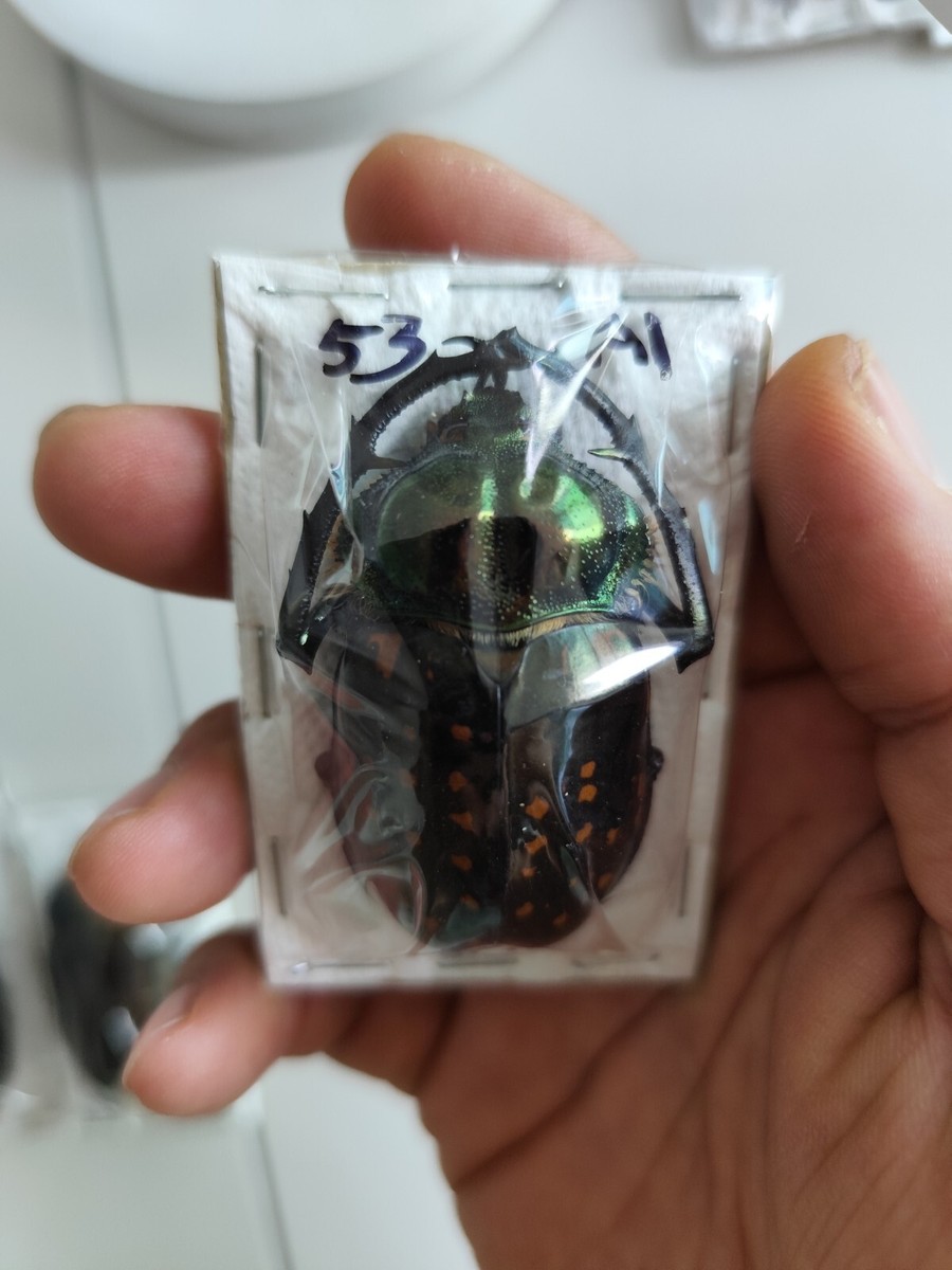 no.4 rare cheirotonus formosanus taiwan | eBay