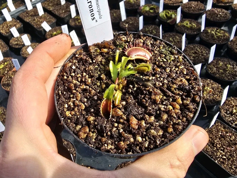 Dionaea muscipula "SD Kronos", fleischfressende Pflanzen, Venusfliegenfalle - Bild 1 von 1