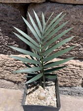 Encephalartos Longifolius JOUBERTINA BLUE CYCAD Blunt Ice Blue Cycads Nursery