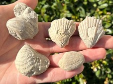 Texas Fossil Bivalves Collection Cretaceous Age Clam Shells Lot