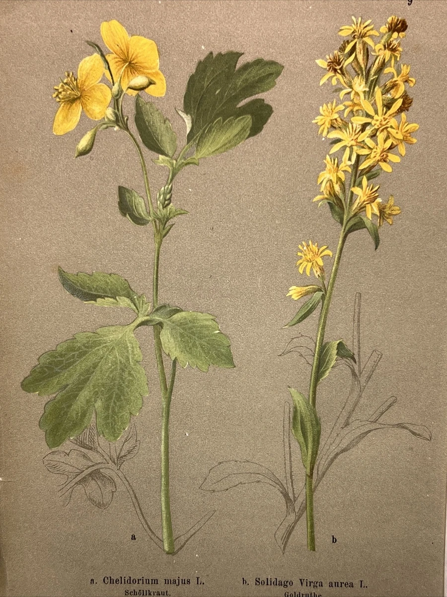 BELLE GRAVURE XIX° COULEUR PLANCHE BOTANIQUE HERBIER PLANTE FLORE 1860