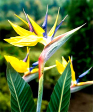 MANDELAS GOLD Yellow Bird of Paradise Strelitzia Reginae ROOTED PLANT 10-12 inch