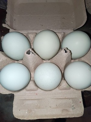 Blue, Green- Olive, Easter Egger Hatching Eggs -6 Read Description