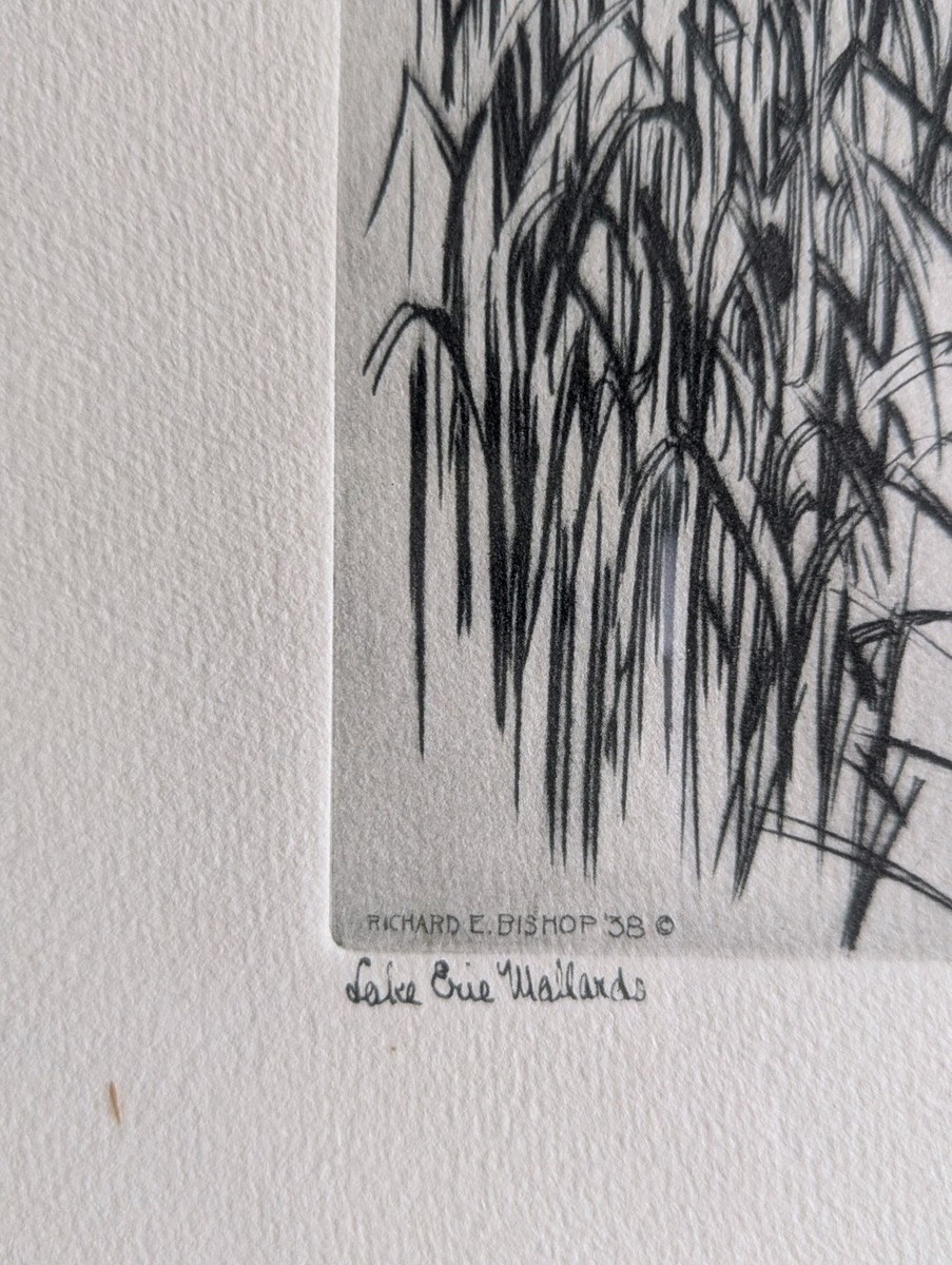 Lake Erie Mallards Richard Bishop 1938 Original Etching