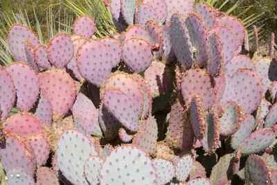Live Opuntia Durazilla Cactus Pad  Purple Prickly Pear Cutting 1x for Sale  | eBay