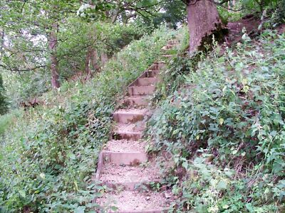 Foto 6x4 Durch das Ende des Coppice Grove \/SP3039 Der Weg in Aspen Coppice c2010