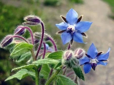 Borage Seeds, Starflower, Tailwort, NON-GMO, Variety of Sizes, FREE SHIPPING