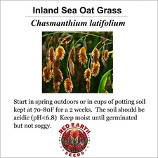 Inland Sea Oats Grass - 200 seeds - Chasmanthium latifolium by Red Earth Seeds